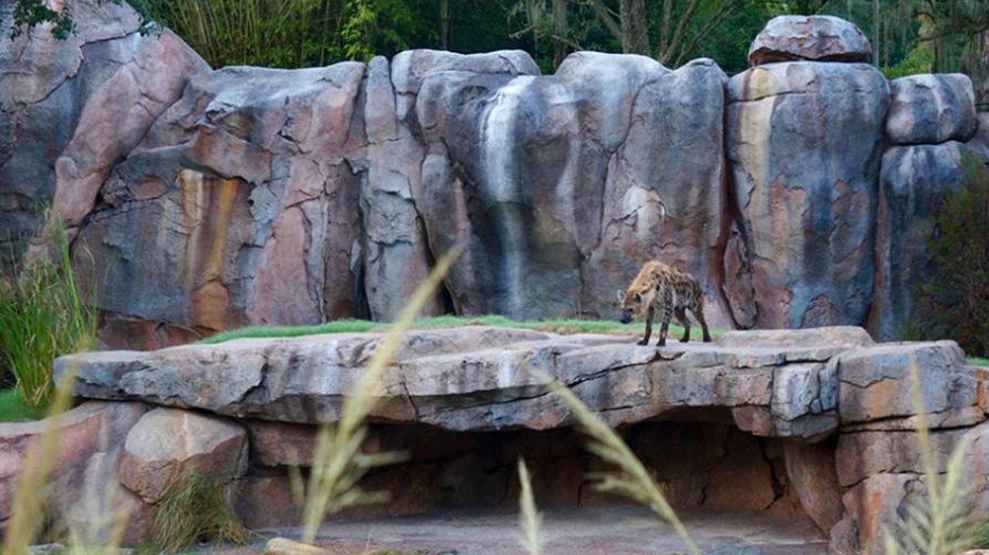 Hyena habitat rockwork and landscaped enclosure at Walt Disney World