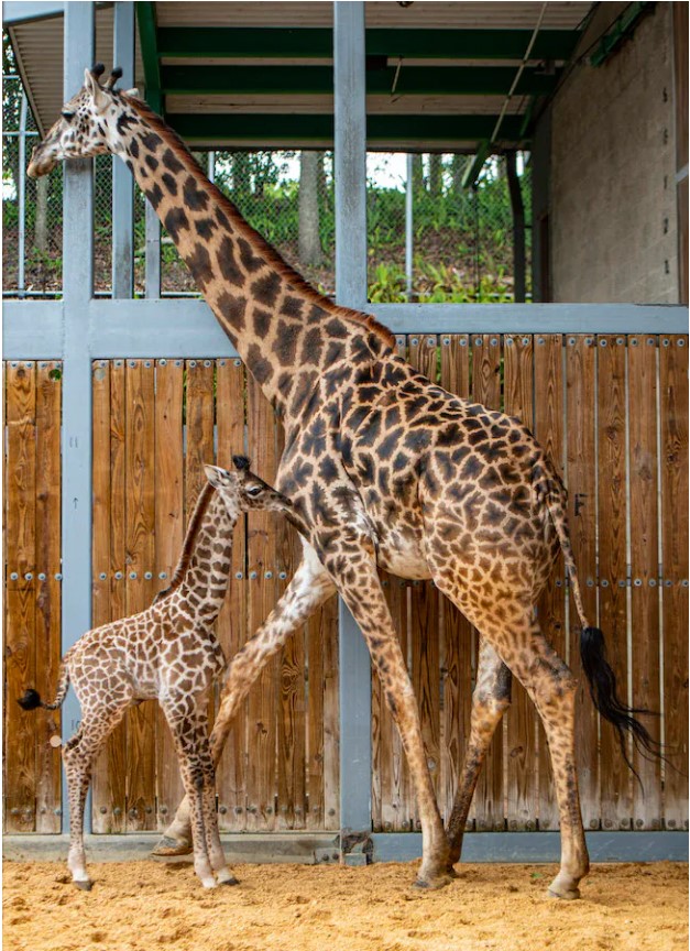 Adult giraffe and calf inside the giraffe pavilion holding area